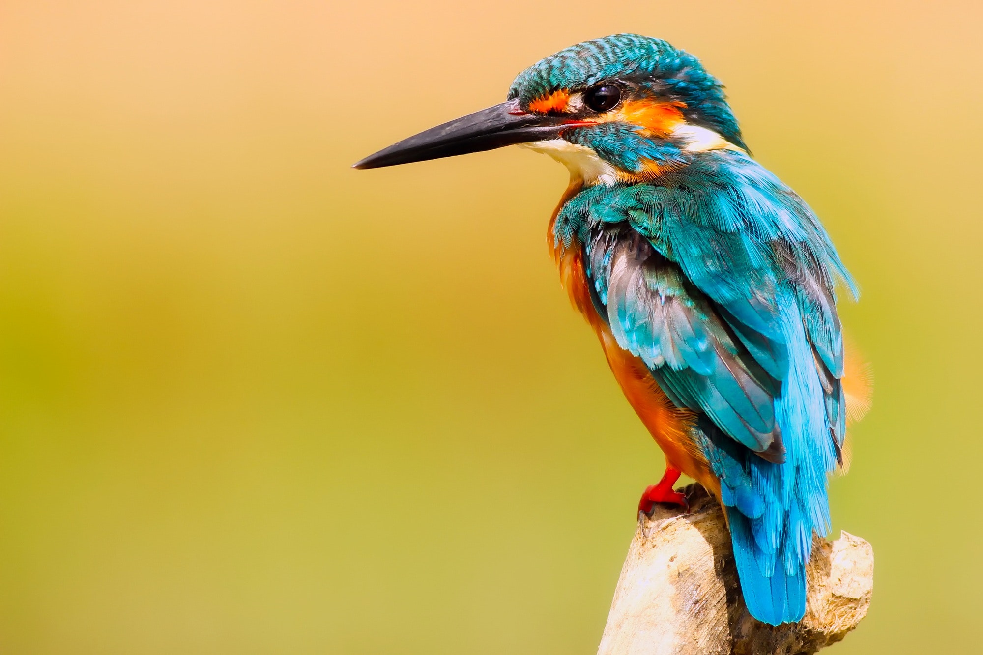 picture of kingfisher