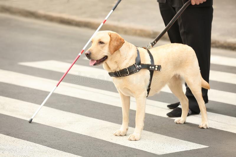 photo of guide dog at crosswalk