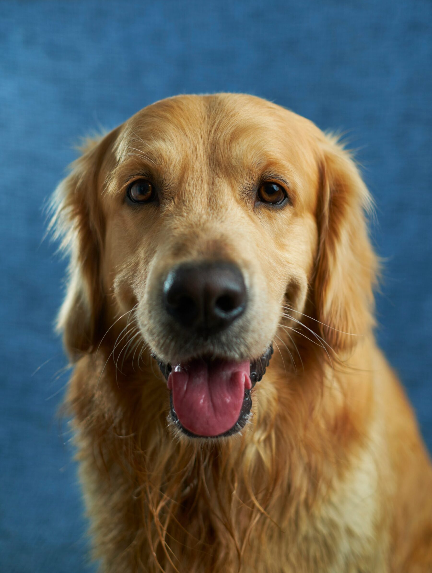 The image shows a golden retriever sitting indoors, looking directly at the camera with a calm, serious expression. The dog's fur is a rich golden color, and it has a slightly graying muzzle. In the background, there is an American flag