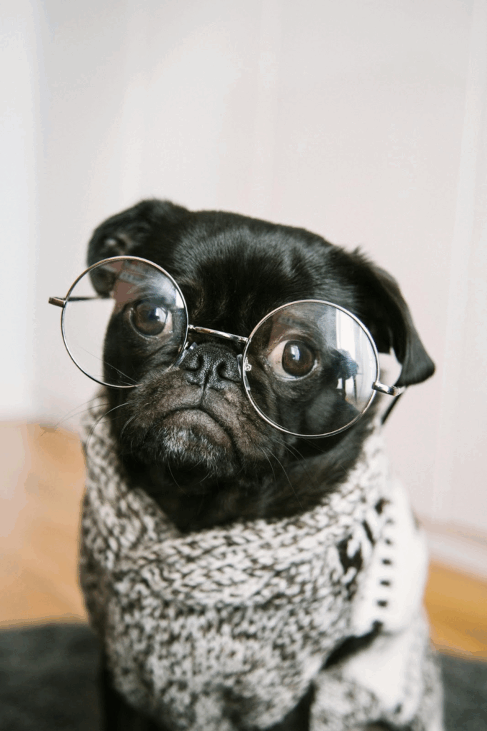 "A black pug dog wearing round wire-rimmed glasses and a gray knitted sweater, looking directly at the camera with a serious, scholarly expression against a blurred indoor background.